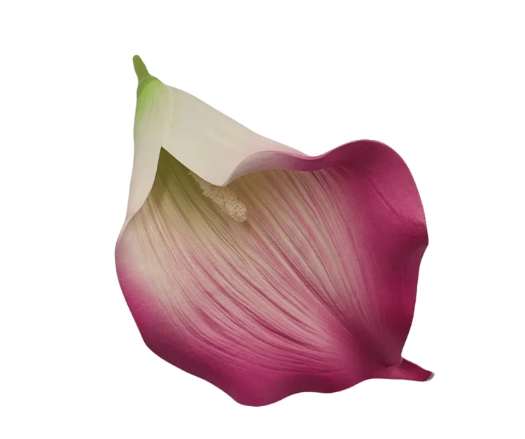 MI025 Calla Wyrobowa Biała z różem 24szt.