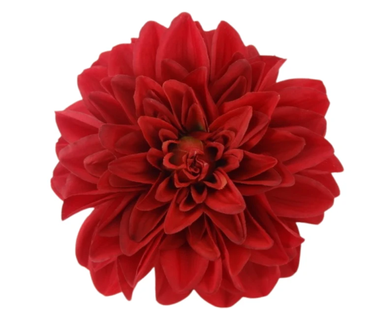 VIP6463/059 Dalia czerwona