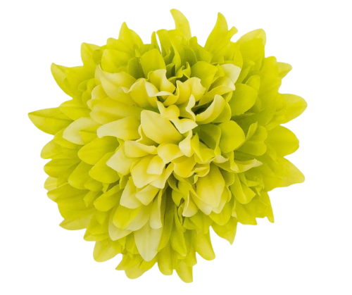 Kwiat Wyrobowy Chryzantema D77-21 cream/green Paczka 12szt.