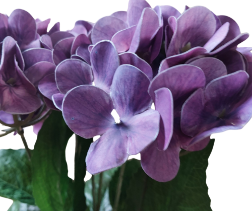 CV34948-13 Hortensja Real Touch x5 FIOLET