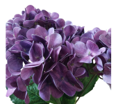 CV34948-13 Hortensja Real Touch x5 FIOLET