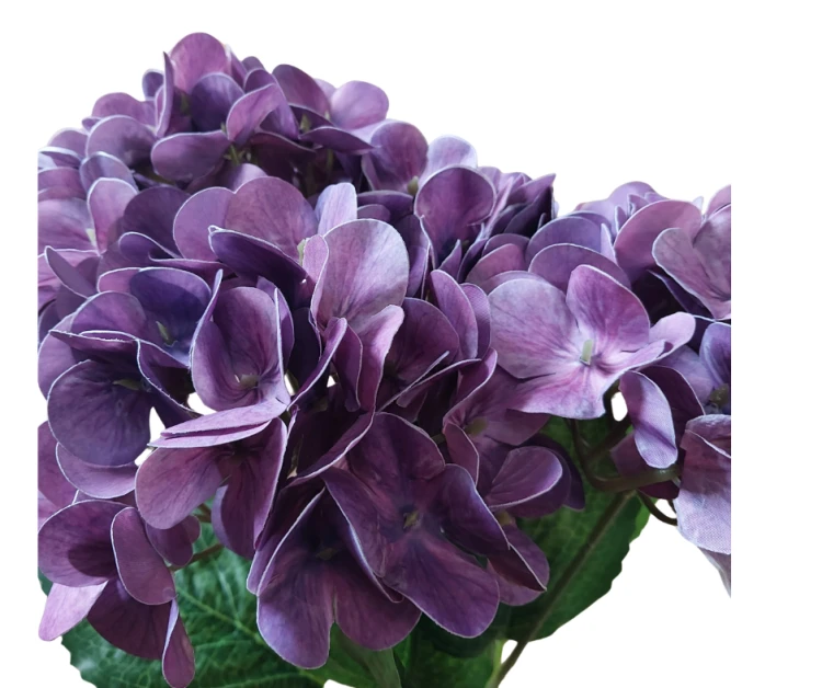 CV34948-13 Hortensja Real Touch x5 FIOLET