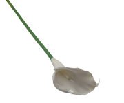 CV32903-1 Calla Gumowa 68CM Biała