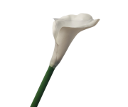CV32903-1 Calla Gumowa 68CM Biała
