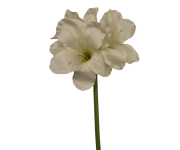 CV14328-1 Amarylis BIAŁY Gałązka 65cm