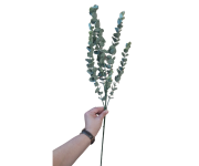 CV35697-2 Gałązka Eukaliptus 77CM Omszała